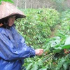 Những cơn mưa “vàng” giải nhiệt cho nông dân Đồng Nai