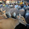 Australia thúc đẩy buôn bán gia súc với Indonesia và Việt Nam