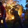 Hỏa hoạn thiêu rụi 12ha rừng tràm U Minh Hạ tại tỉnh Cà Mau