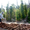 Đắk Lắk cần xử lý nghiêm đối tượng phá rừng lấy gỗ làm trụ tiêu