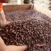 Peru giới thiệu 500 giống cacao các loại tại hội chợ quốc tế 