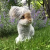 [Photo] Cùng ngắm chú thỏ ngộ nghĩnh dễ thương nhất thế giới