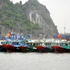 Các tàu được neo đậu để chống bão tại khu vực cột 5, thành phố Hạ Long. (Ảnh: Nguyễn Hoàng/TTXVN)