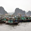 Tàu thuyền đã cập bến an toàn tại thành phố Hạ Long. (Ảnh: Nguyễn Hoàng/TTXVN)