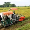 Nông dân huyện Bình Giang, Hải Dương thu hoạch lúa Chiêm. (Ảnh: Vũ Sinh/TTXVN)