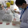  Sàng lọc máu tại Ngân hàng tế bào gốc của Bệnh viện Truyền máu-Huyết học Thành phố Hồ Chí Minh. (Ảnh: Phương Vy/TTXVN)