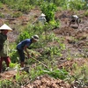 Công nhân Công ty Lâm nghiệp Đô Lương tổ chức trồng rừng vụ Thu. (Ảnh : Nguyễn Văn Nhật/TTXVN)