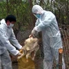 Các cơ quan chức năng tỉnh Lai Châu tiến hành tiêu hủy gia cầm dương tính với virus cúm gia cầm A/H5N6. (Ảnh: Nguyễn Công Hải/TTXVN)