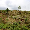 Quả đồi bị phá, trơ trọi ở huyện Di Linh, tỉnh Lâm Đồng. (Ảnh: Hùng Võ/Vietnam+)