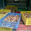 Hơn 5.000 con gà giống bị thu giữ. (Ảnh: Nguyễn Hoàng/Vietnam+)