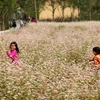 Trẻ em chơi đùa trên cánh đồng hoa tam giác mạch ở xã Sủng Là, huyện Đồng Văn. (Ảnh: Lâm Khánh/TTXVN)