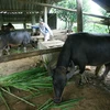 Phát triển chăn nuôi tại một hộ gia đình thuộc điểm tái định cư Thống Nhất, xã Cò Nòi, huyện Mai Sơn. (Ảnh: Ngọc Hà/TTXVN)