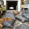 Toàn bộ số bì lợn được đưa về Đội Quản lý thị trường thị xã Hồng Lĩnh chờ xử lý. (Ảnh Phan Quân/TTXVN)