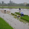 Nông dân xã Phong Châu, huyện Đông Hưng, Thái Bình, chuẩn bị mạ cấy. (Ảnh: Nguyễn Lành-Thu Hoài/ TTXVN)