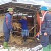 Nông dân tại xã Bản Mù, huyện Trạm Tấu (Yên Bái) giữ ấm cho trâu, bò trong những ngày mưa tuyết, giá buốt. (Ảnh: Tuấn Anh/TTXVN)
