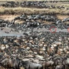 Ngựa vằn trốn kỹ giữa bầy linh dương đầu bò hàng nghìn con