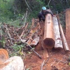 Cây gỗ được xẻ vuông theo quy cách trong rừng phòng hộ Ia Rsai. (Ảnh: Hoài Nam/TTXVN)