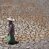 Hạn hán tại Thái Lan. (Nguồn: AFP)