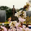 Không gian hoa anh đào rực rỡ trong đêm khai mạc giao lưu văn hóa Nhật