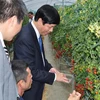 Đại sứ Nguyễn Quốc Cường thăm trang trại trồng cà chua bi. (Ảnh: Gia Quân/Vietnam+)