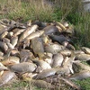 Hàng trăm nghìn, thậm chí hàng triệu tấn cá chép sẽ bị đánh chết ở Australia. (Nguồn: Trung tâm nghiên cứu động vật ngoại lai Australia)
