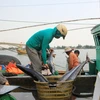 Thương lái thu mua cá tại Cảng cá Nam Cửa Việt. (Ảnh: Thanh Thủy/TTXVN)