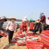 Thương lái thu mua cá tại Cảng cá Cửa Tùng. (Ảnh: Thanh Thủy/TTXVN)