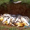 Cá chết trên sông Bưởi được đưa xuống hố chôn lấp, tiêu hủy. (Ảnh: Khiếu Tư/TTXVN)