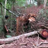 Hiện trường của các vụ phá rừng tại tiểu khu 474 xã Măng Cành, huyện Kon Plông, tỉnh Kon Tum. 