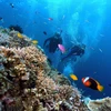Hàng trăm hécta rạn san hô ở biển Côn Đảo bị tẩy trắng do El Nino