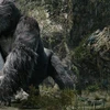King Kong năm 2005. (Nguồn: yahoo.com)