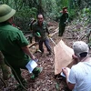 Lực lượng chức năng thực hiện nghiệp vụ kiểm tra hiện trường phá rừng tại Tiểu khu 390. (Ảnh: Đặng Tuấn/TTXVN)