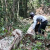 Khu vực rừng xã Lộc Bắc, huyện Bảo Lâm bị tàn phá. (Ảnh : Đặng Tuấn/TTXVN)