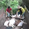 Hàng trăm xác heo bị vứt ra khu vực thượng nguồn sông Sài Gòn