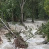 Hàng loạt cây bị đổ do gió lớn ở Melchor de Mencos, Guatemala ngày 4/8. (Nguồn: EPA/TTXVN)