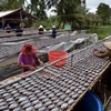 Phơi cá bổi tại hộ gia đình ở ấp Đá Bạc A, xã Khánh Bình Tây, huyện Trần Văn Thời. (Ảnh: Thanh Hà/TTXVN)