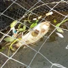Cá lồng bị chết hàng loạt ở xã đảo Nghi Sơn. (Ảnh: Trịnh Duy Hưng/TTXVN)