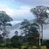 Nét đẹp Vườn quốc gia Phước Bình trong sương sớm. (Ảnh: Nguyễn Thành/TTXVN)