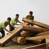 Lực lượng kiểm lâm kiểm đếm số khối lượng gỗ giáng hương bị thu giữ. (Ảnh: Dương Giang/TTXVN)