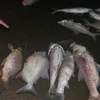 Cá chết dạt vào bờ tại hồ Linh Đàm. (Ảnh: Sơn Bách/TTXVN)