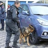 Cảnh sát và chó nghiệp vụ kiểm tra an ninh cho các trận đấu thuộc vòng loại World Cup tại thành phố Elbasan, Albania. (Nguồn: AP)