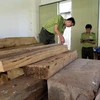 Lực lượng kiểm lâm huyện Đăk Tô kiểm đếm số gỗ trái phép vừa thư giữ. (Ảnh: Cao Nguyên/TTXVN)