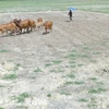 Ruộng trồng lúa ở xã Ninh Ích, thị xã Ninh Hòa, Khánh Hòa phải dừng sản xuất do hạn hán. (Ảnh: Nguyên Lý/TTXVN)