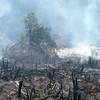 Vạt rừng của bà Lý Thị Nhã bị cháy sau thu hoạch. (Ảnh: Trung Nguyên/TTXVN)