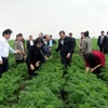Chủ tịch Quốc hội Nguyễn Thị Kim Ngân và đoàn công tác đi thăm vùng sản xuất cà rốt tập trung ở xã Đức Chính, huyện Cẩm Giàng, Hải Dương. (Ảnh: Mạnh Tú/TTXVN)