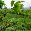 Diện tích đất trồng càphê xuất khẩu sang Trung Quốc làm thu hẹp diện tích rừng tự nhiên trên đảo Sumatra của Indonesia. (Nguồn: topindonesiaholidays.com)