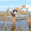Người dân chăm sóc rừng ngập mặn trồng mới ở khu vực rú Chá, xã Hương Phong, thị xã Hương Trà, Thừa Thiên-Huế. (Ảnh: Hồ Cầu/TTXVN)