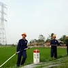 Công nhân Tổng công ty cổ phần Xây dựng điện Việt Nam (VNECO) thi công kéo dây đường dây 500kV Duyên Hải-Mỹ Tho. (Ảnh: Ngọc Hà/TTXVN)