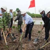 Bộ trưởng Bộ Tài nguyên và Môi trường Trần Hồng Hà (giữa) cùng đại biểu, lãnh đạo các Bộ ngành Trung ương và lãnh đạo Ủy ban Nhân dân tỉnh Thái Bình trồng cây tại bãi bồi ven biển huyện Thái Thụy. (Ảnh: Xuân Tiến/TTXVN)