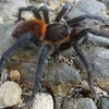 Một loài nhện mới được phát hiện ở Colombia. (Nguồn: mongabay.com)
